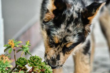 portrait of a dog, photo as a background , australian german shepard sheperd dog