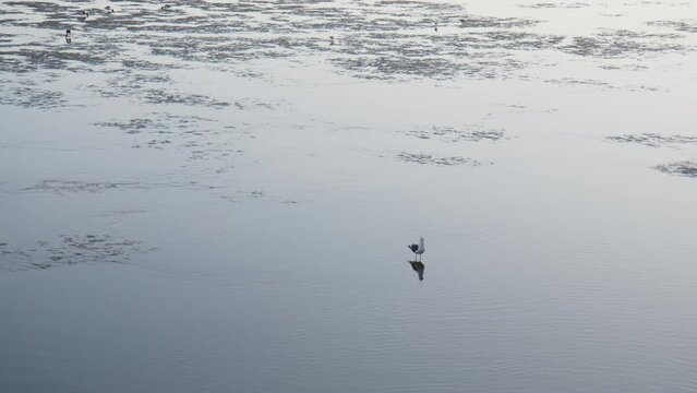 Seagull during low tide in the River Elbe in the Port of Hamburg looking for food in the mudflat