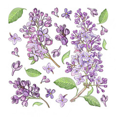 Handmade realistic lilac pattern. Flowering branches with leaves and individual buds. - 502745515
