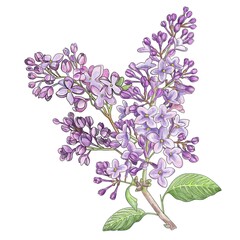 A branch of lilac. Realistic hand drawing. - 502745520