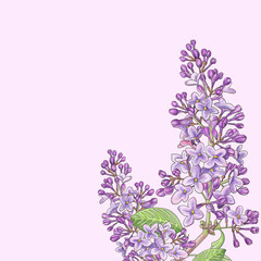 A branch of lilac on a light pink background. Square background, sticker, postcard.