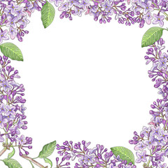 Square frame, background of blooming lilac clusters. Square sticker, postcard background, photos. Realistic hand drawing. - 502745534