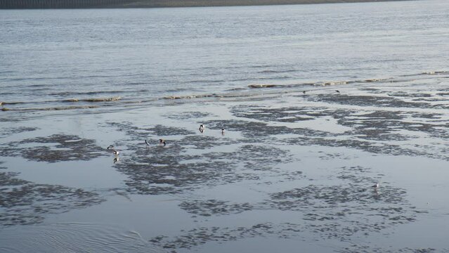 Ducks and Seagulls looking for food during low tide in the River Elbe in the Port of Hamburg