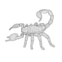 Scorpion wireframe from black lines isolated on white background. 3D. Vector illustration.