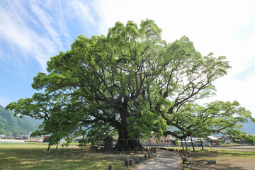 Fototapeta premium 徳島県東みよし町 加茂の大クス 