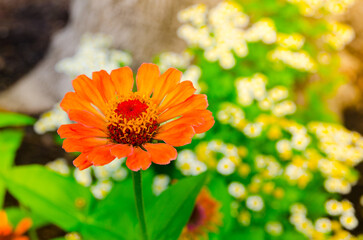 Beautiful Zinnia orange flower in a spring season at a botanical garden.