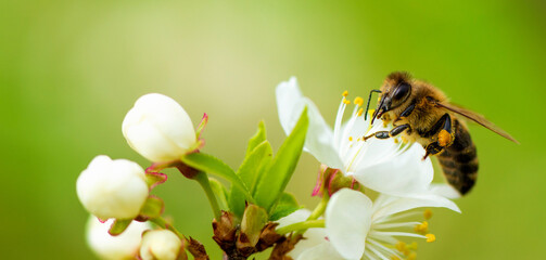 A honey bee takes nectar from a spring white cherry flower. Close-up of an insect on a background of blossom and greenery