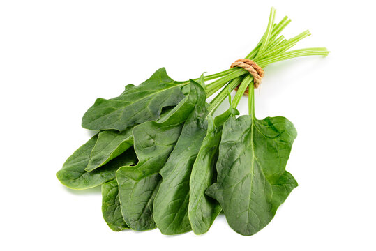 spinach leaves isolated