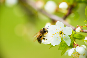 A honey bee takes nectar from a spring white cherry flower. Close-up of an insect on a background of blossom and greenery 