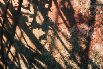 leaf shadow natural light old wall background