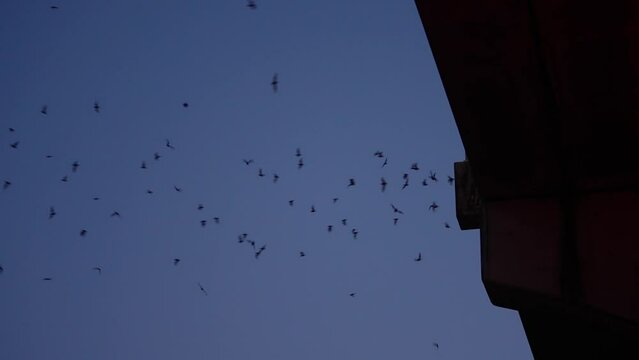 Bats Flying Through The Night Sky From Under The South Congress Bridge In Downtown Austin, Texas During Freetail Mexican Bat Migration In 4k