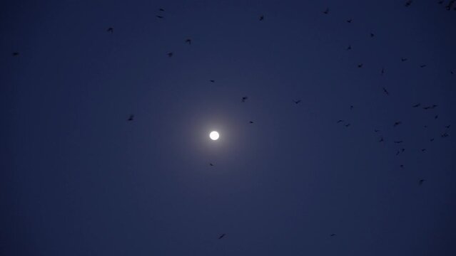 Mexican Freetail Bats Swarming Past Full Moon In Night Sky In Downtown Austin, Texas During Bat Migration In 4k Slow Motion Wide