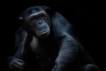 Fototapeta premium Portrait of the chimpanzee (Pan Troglodytes) on black background