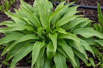 Obraz premium Green stems of Allium ursinum in the spring. Bear garlic. Medicinal plants in the garden