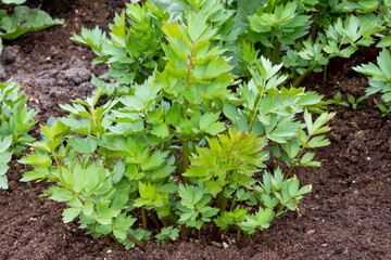 Spices and Herbs, Lovage plant (Levisticum officinale) growing in the garden.