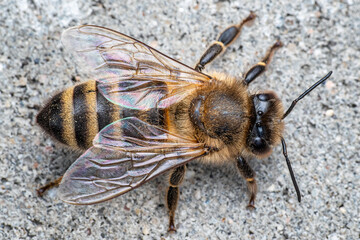 Bee or honey bee on the grey background