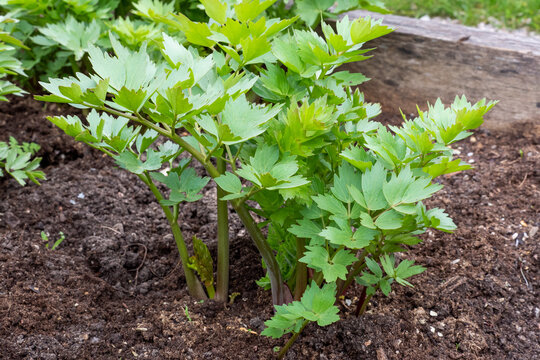 Spices and Herbs, Lovage plant (Levisticum officinale) growing in the garden.