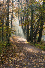 In the middle of the park, in the autumn season, yellow leaves, glimpses of the sun, a lonely bench. A good place to walk.