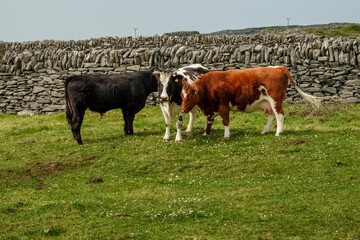Fototapeta na wymiar Black, black and white and brown cows in a green grass field. Agriculture and farming industry. Inisheer, Aran island, county Galway, Ireland. Stone fence in the background.