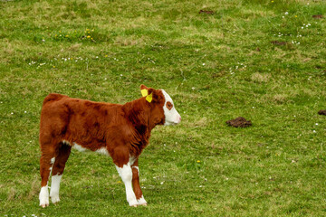 Young brown cow o a green grass field. Agriculture and farming industry. Inisheer, Aran island, county Galway, Ireland. Stone fence in the background.