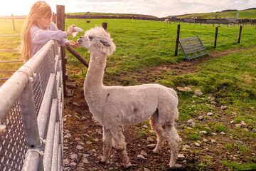Young teenager girl feeding funny lama in an open farm or zoo. Warm summer sunny day. Learning...