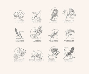 Vector hand drawing linear set of botanical icons and emblems. Design logos with typography for essential oils. Natural cosmetic products. - obrazy, fototapety, plakaty