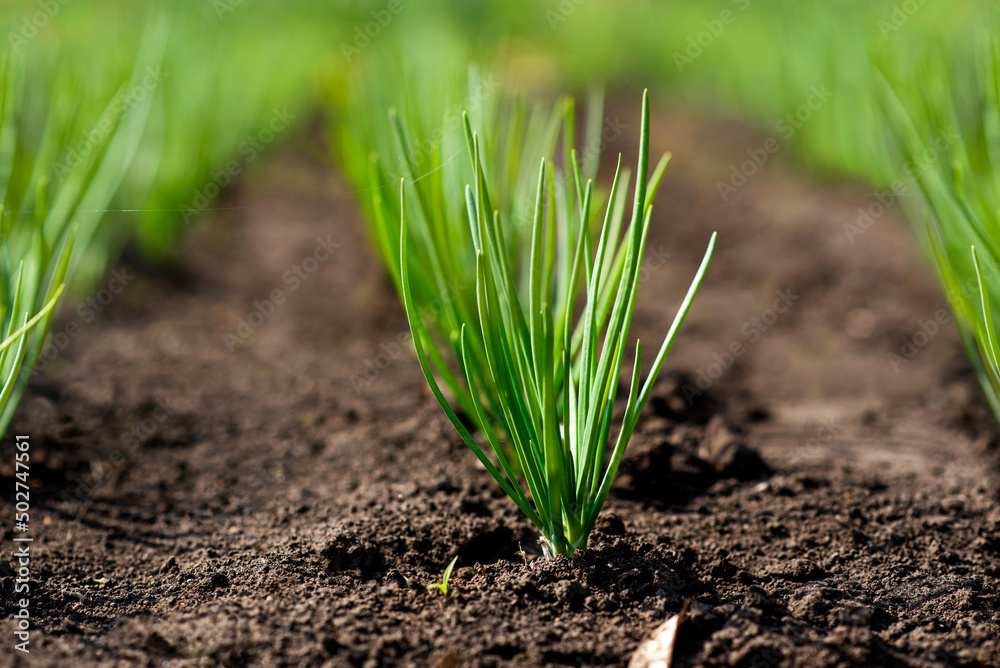 Wall mural A row of young spring shoots of green onions in the garden. Selective focus.