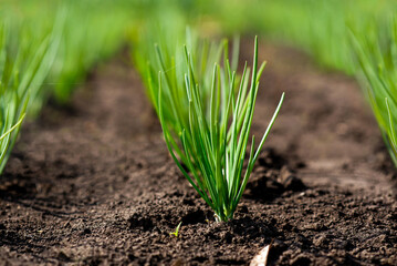 A row of young spring shoots of green onions in the garden. Selective focus.