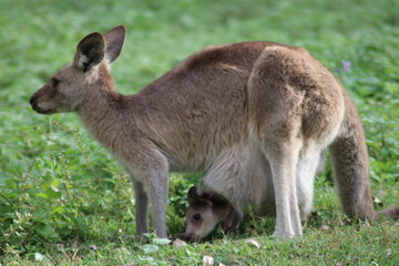 Kangaroo and her baby 
