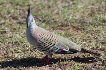 Crested Pigeon 