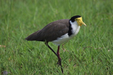 Masked Lapwing