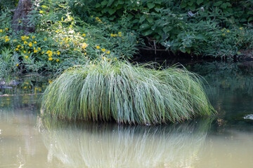 Brown Grass Sedge, Carex comans, secta. - obrazy, fototapety, plakaty