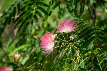 Albizia julibrissin Durazz flowers close-up