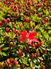 Red rhododendron or red azalea flowers blooming in spring.