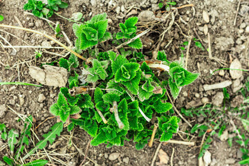 Melissa bush grows in the garden. Growing seedlings of young lemon balm. Garden conceptual background