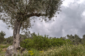 Fields of olive trees in the landscape around the city of Batea in the region of Terra Alta in the province of Tarragona