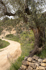 Fototapeta na wymiar Fields of olive trees in the landscape around the city of Batea in the region of Terra Alta in the province of Tarragona