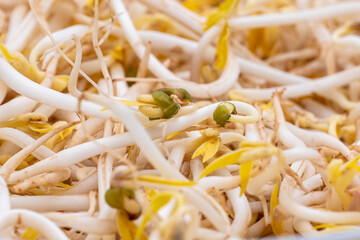 Sprouts green mung beans or taugeh closeup on white background. Selective focus