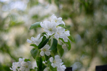 white apple blossoms.