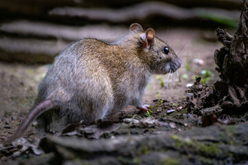 Bruine rat - Brown rat