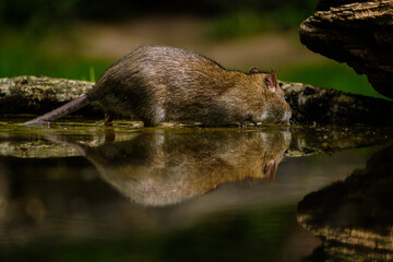 Bruine rat - Brown rat