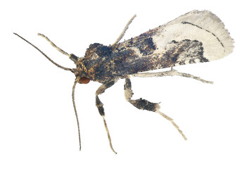 Moth isolated on a white background