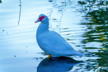 Muscovy duck in the Adda river at Imbersago