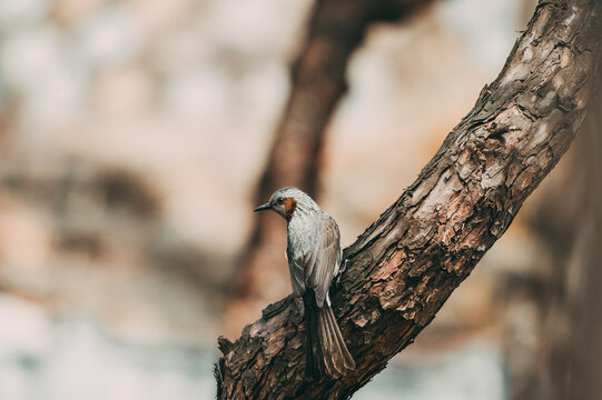 Brown-eared bulbul bird on the tree branch in the Spring
