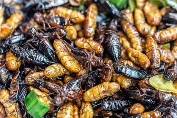Fried insects, Bugs fried on Street food in thailand
