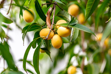 Sweet yellow ripe Marian plum (Mayongchid, Maprang, Plum Mango)
