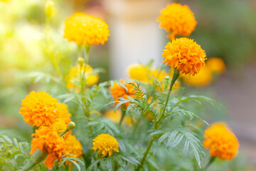 Pot marigold (Calendula officinalis) in the garden
