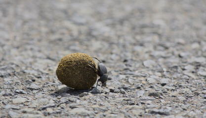 dung beetle using its strong back legs to roll and push a ball of dung on the road, hell's gate national park, kenya