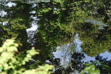 Obraz na płótnie Canvas Trees in Water Reflection Forest