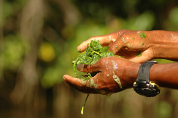 Hand holding a soap plant, washing hands in jungle